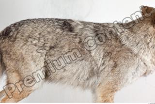 Wolf leg photo reference 0009